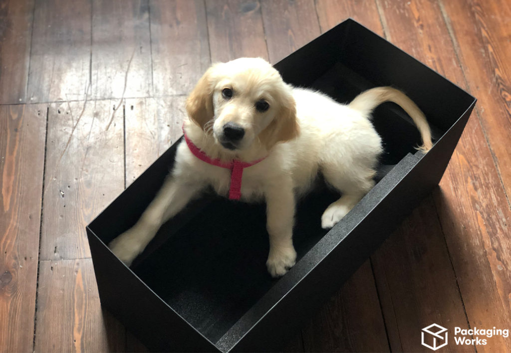 Puppy in custom packaging